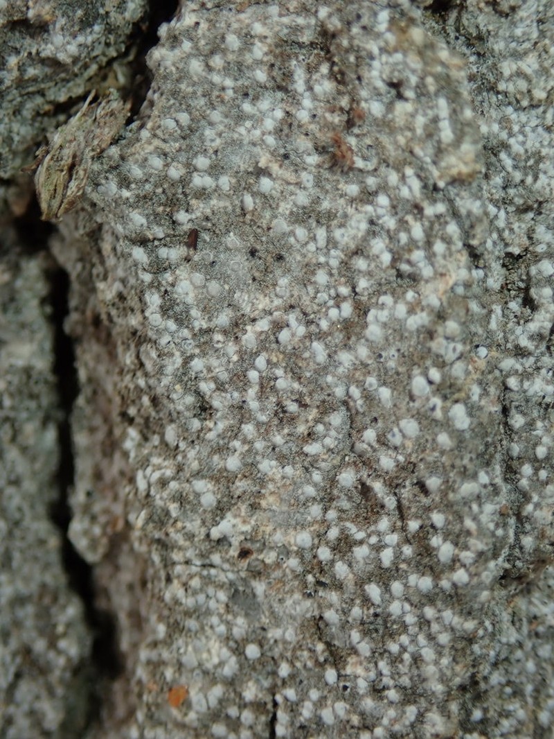 Dot Lichen photo 4