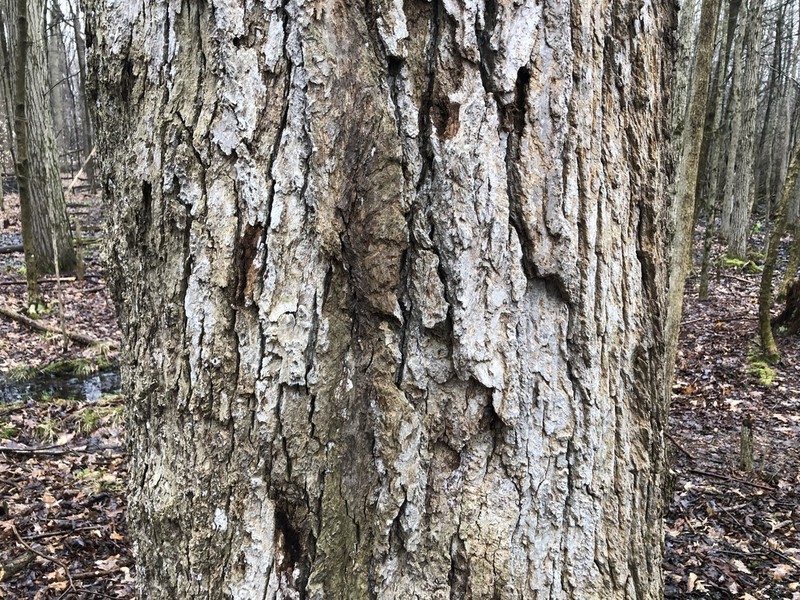 Dot Lichen photo 5