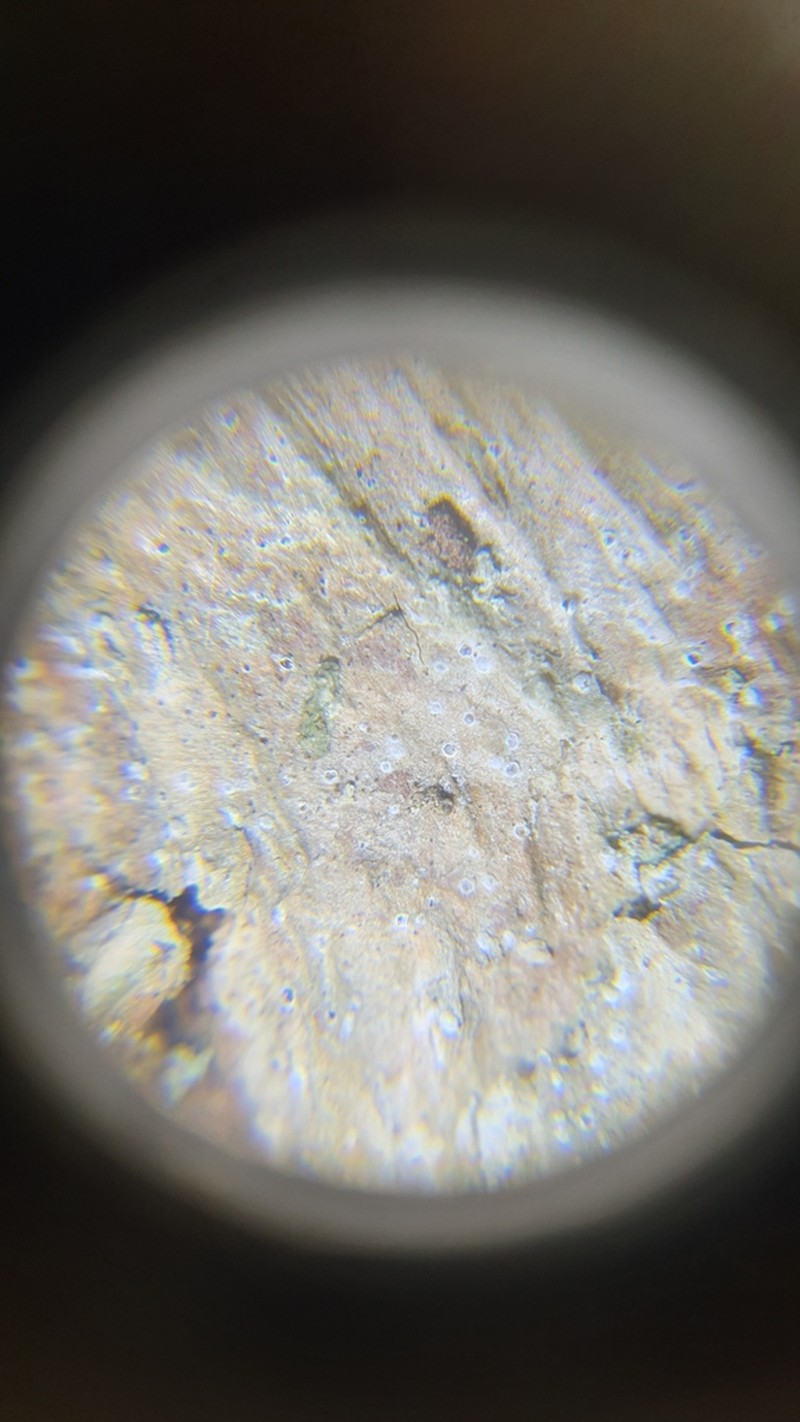 Dot Lichen photo 6