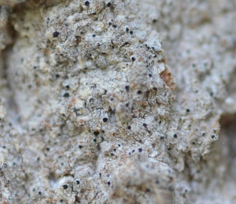 Dot Lichen photo 7
