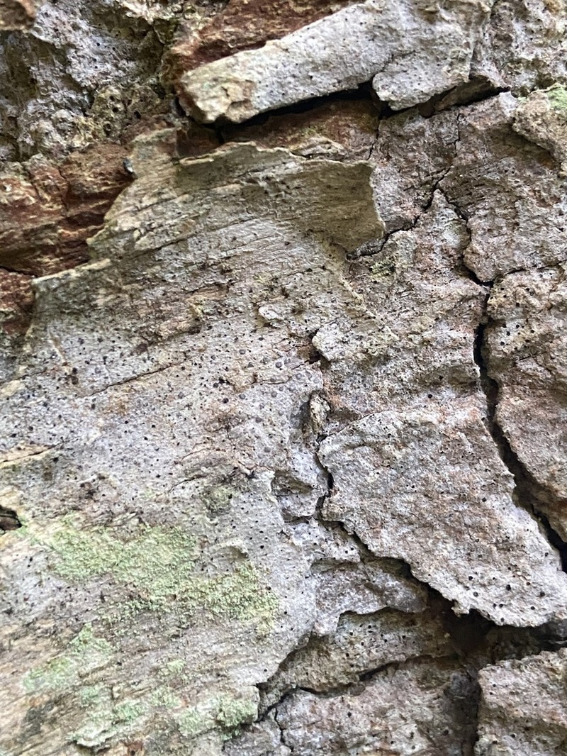 Dot Lichen photo 8