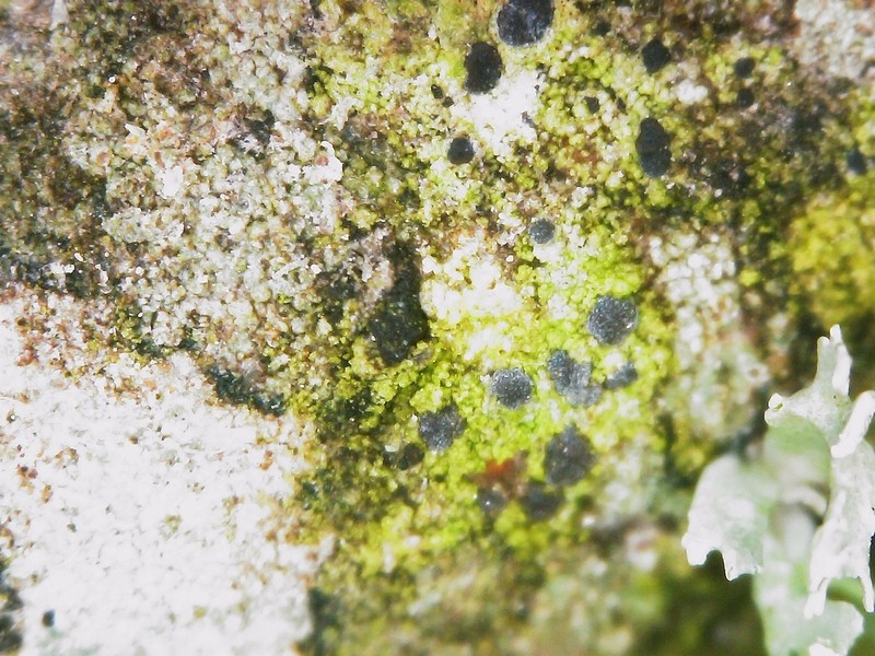 Dot Lichen photo 2