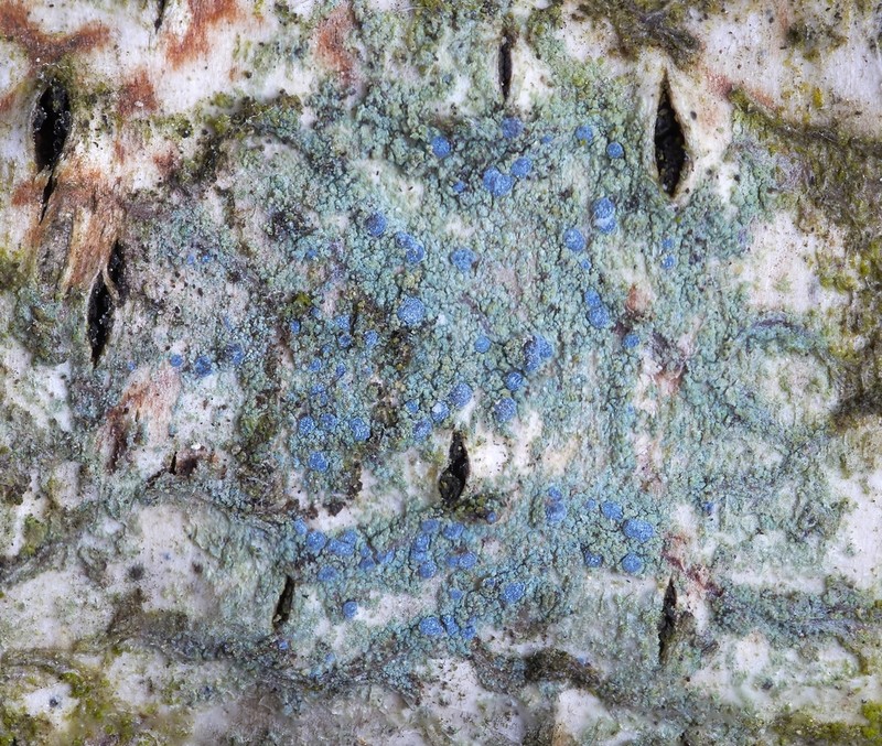 Dot Lichen photo 6