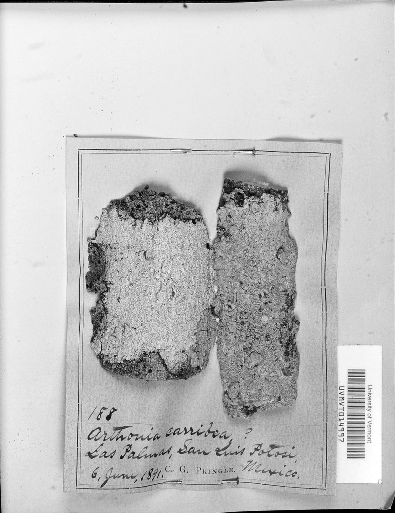 Caribbean Dot Lichen photo 2