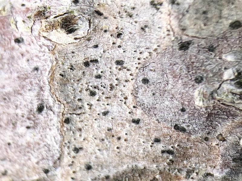 Dot Lichen