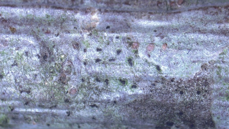 Dot Lichen photo 3