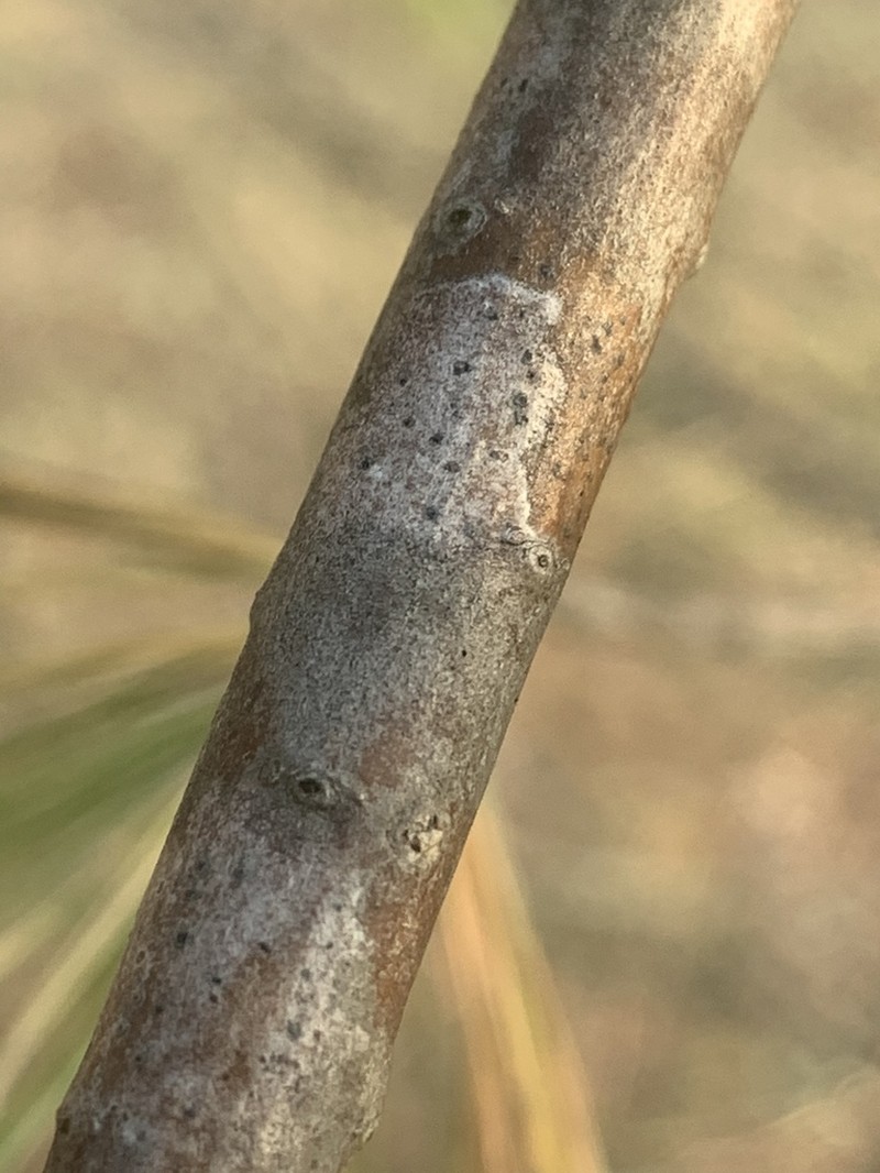 Dot Lichen photo 4