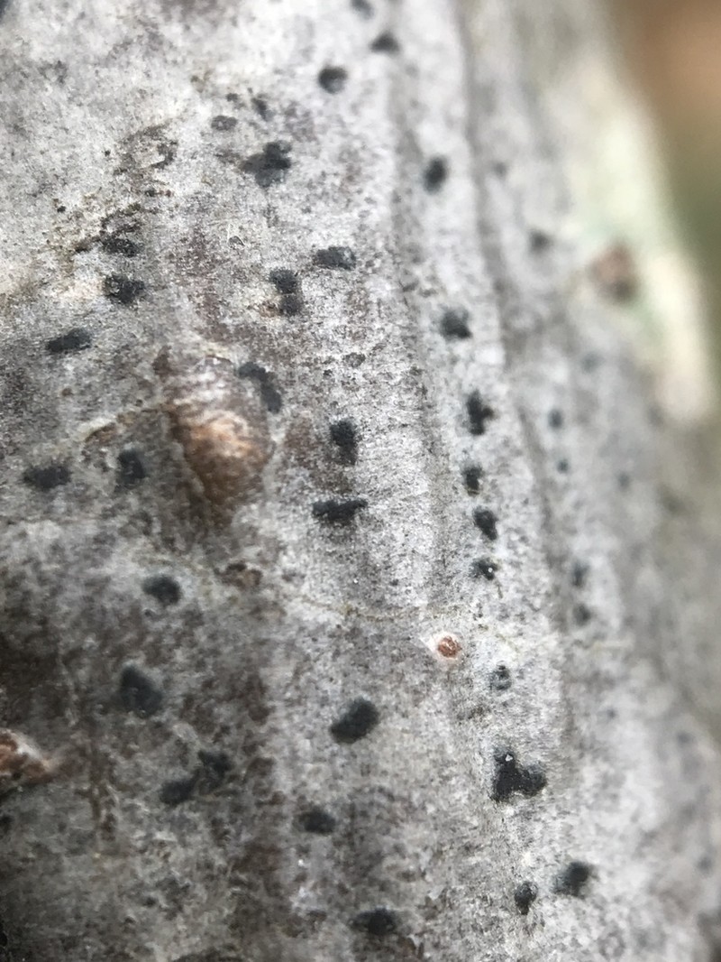 Dot Lichen photo 5