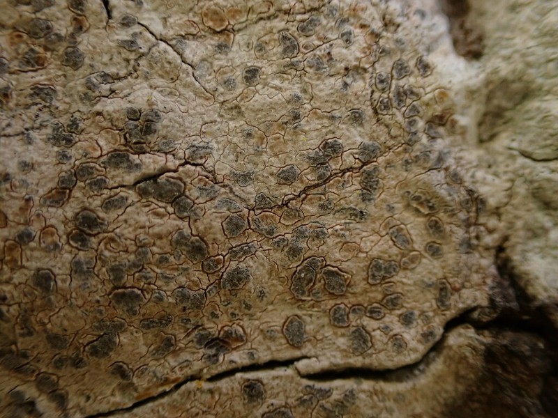 Dot Lichen