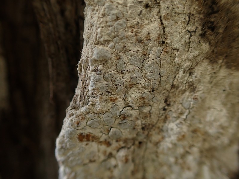 Dot Lichen photo 2