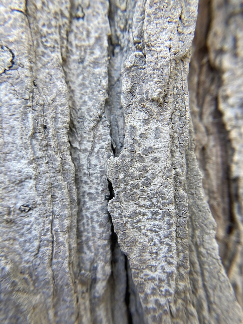 Dot Lichen photo 3