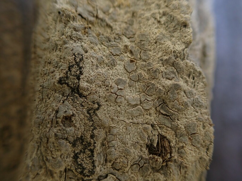 Dot Lichen photo 4