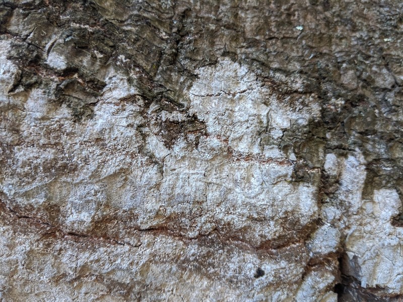 Dot Lichen photo 5