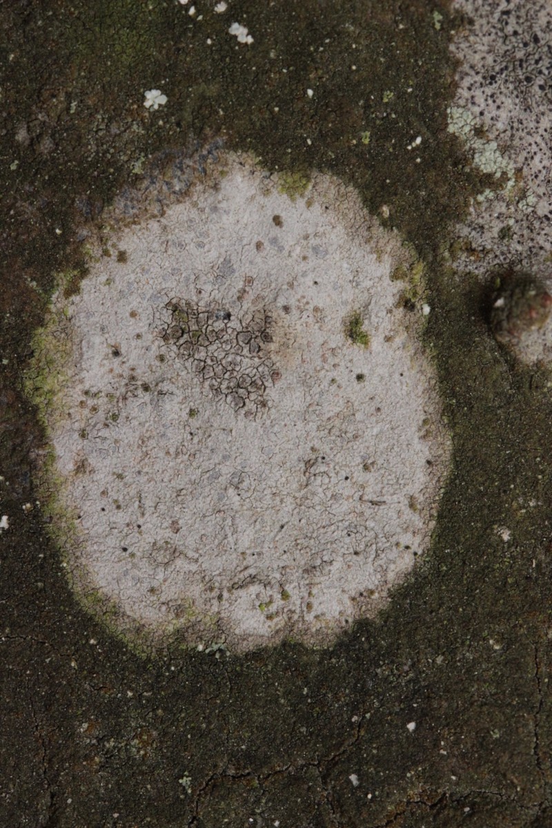Dot Lichen photo 6