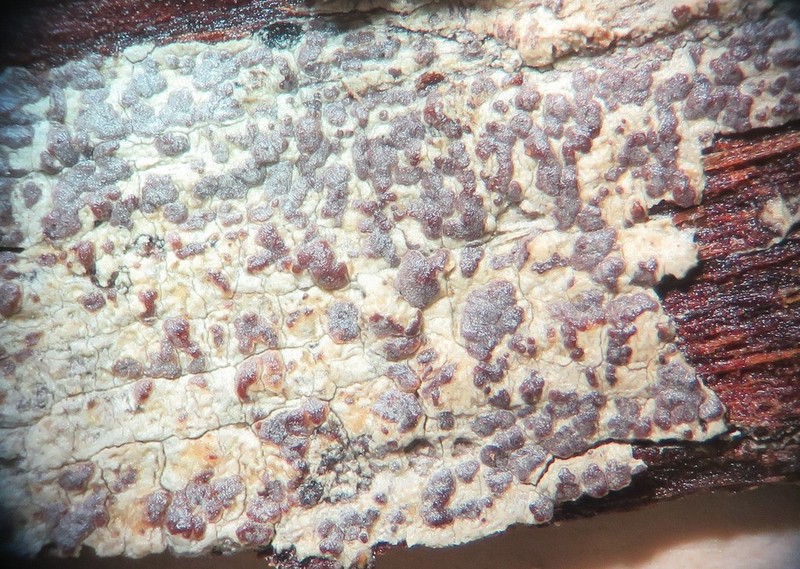 Dot Lichen photo 7
