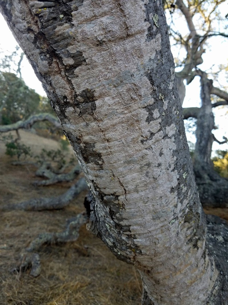 Dot Lichen photo 8