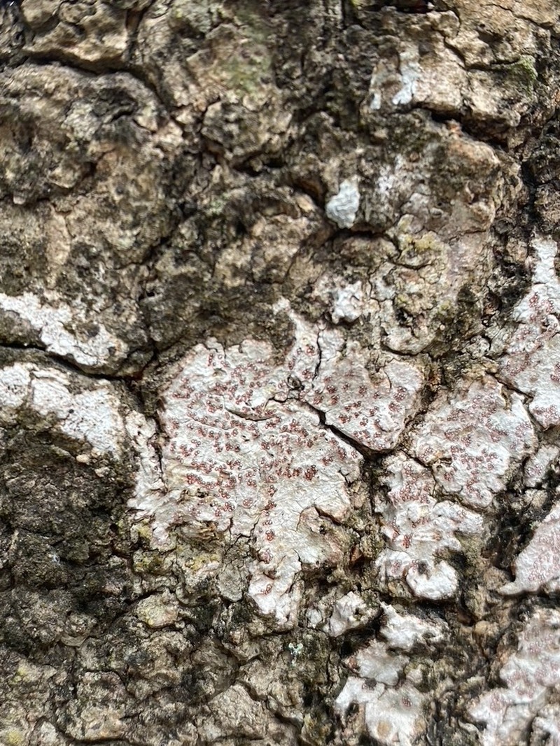 Arthonia cinnabarina photo 2