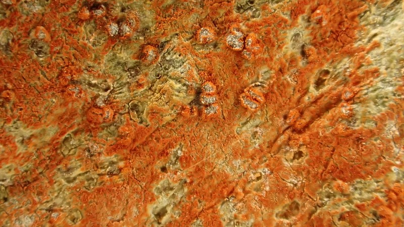 Arthonia cinnabarina photo 3