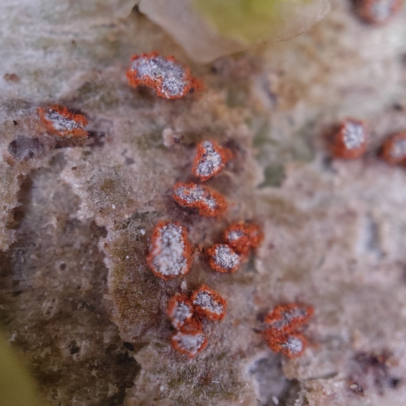 Arthonia cinnabarina photo 4