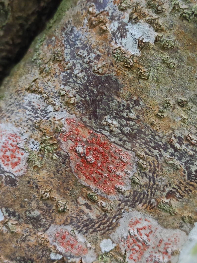 Arthonia cinnabarina photo 6