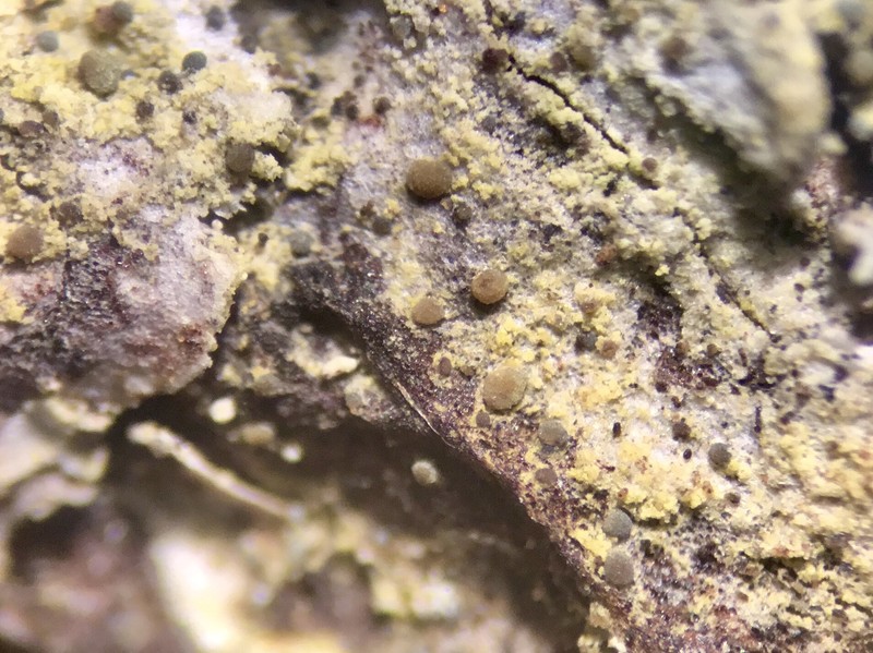Dot Lichen photo 2