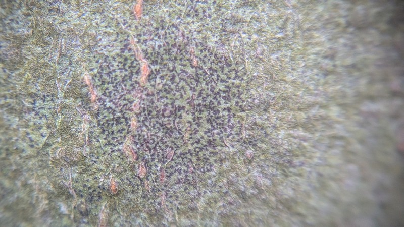Dot Lichen photo 3