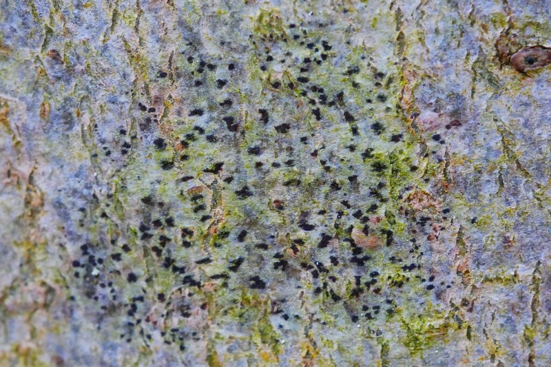 Dot Lichen photo 4
