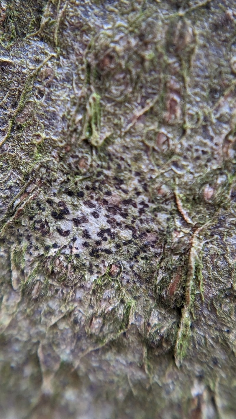Dot Lichen photo 5