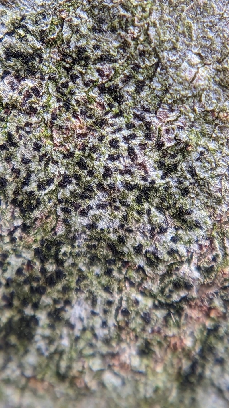Dot Lichen photo 6