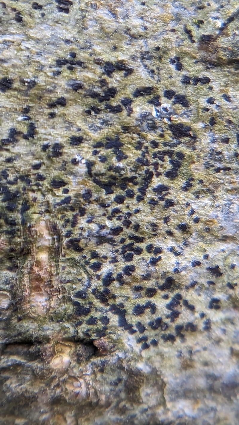 Dot Lichen photo 7