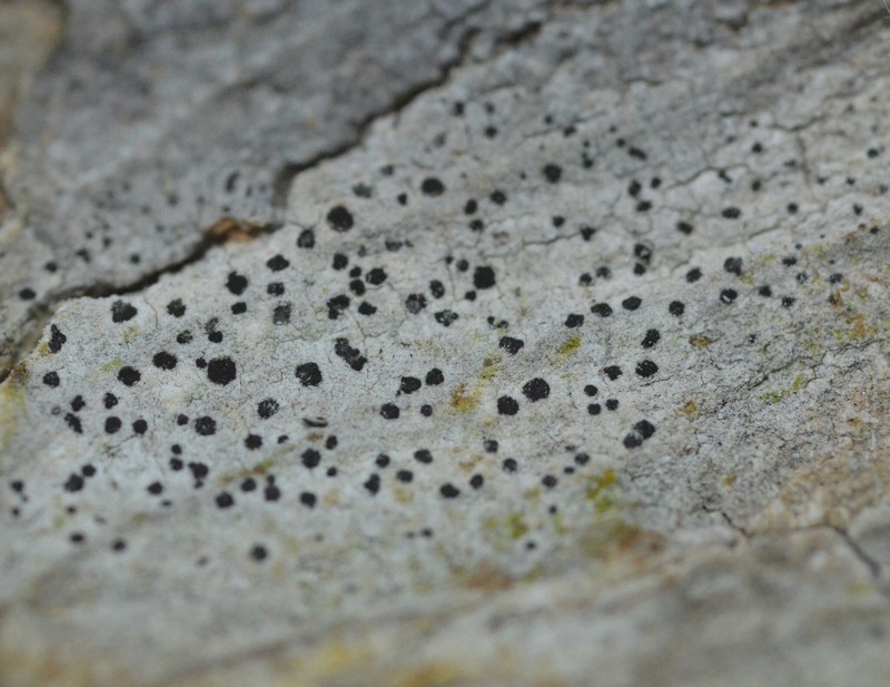 Dot Lichen photo 4
