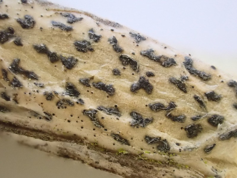 Dispersed Dot Lichen