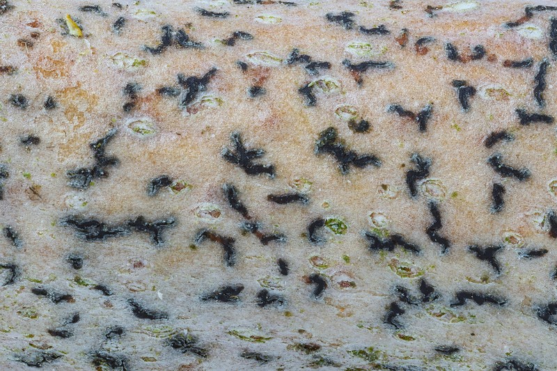 Dispersed Dot Lichen photo 2