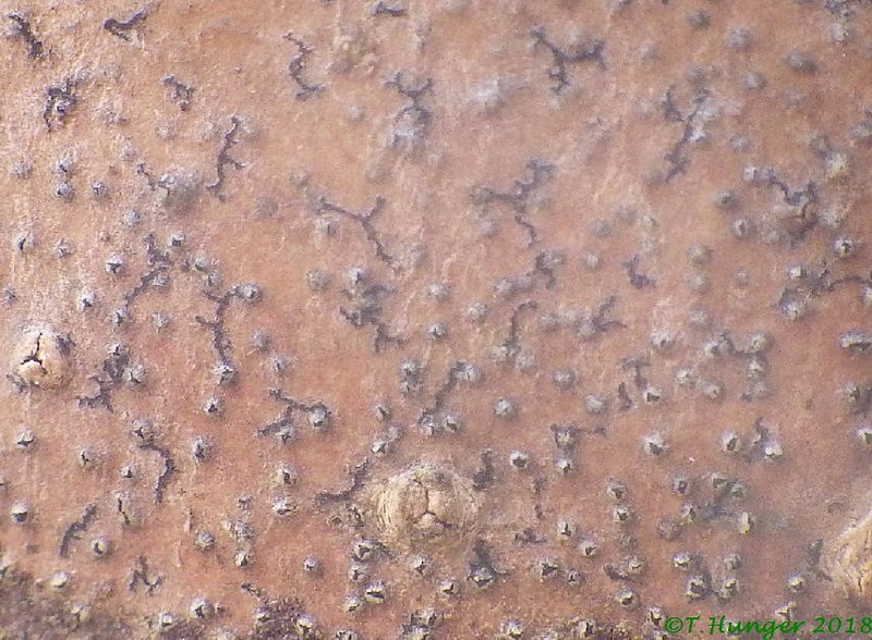 Dispersed Dot Lichen photo 3