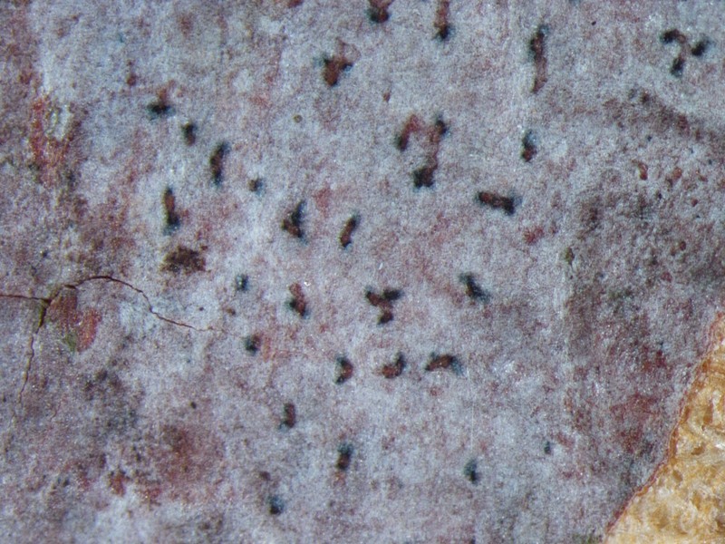 Dispersed Dot Lichen photo 8