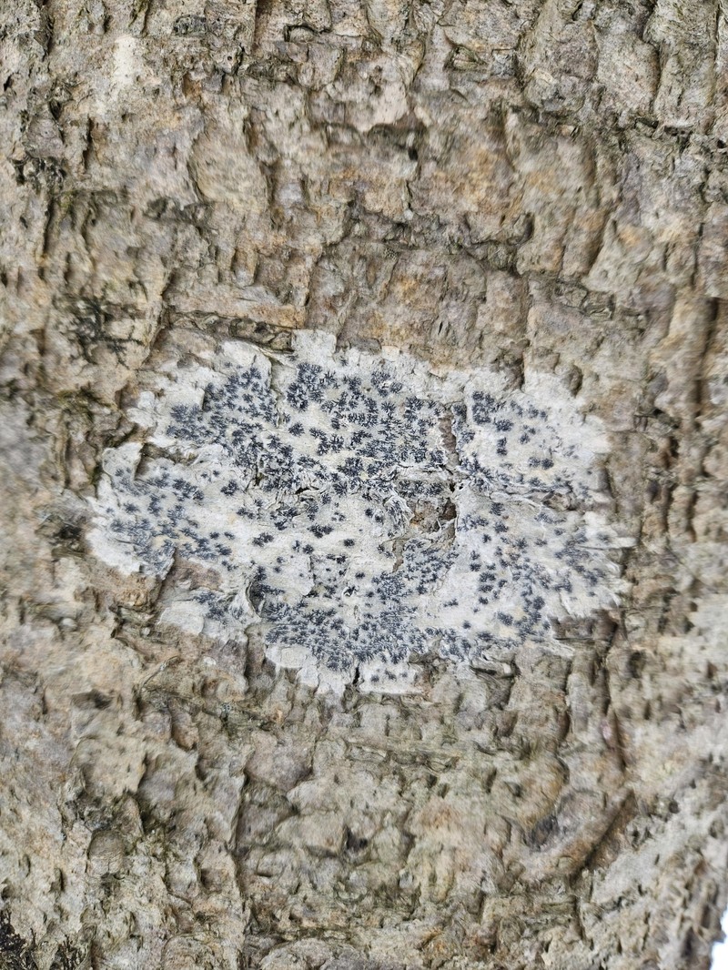 Dot Lichen