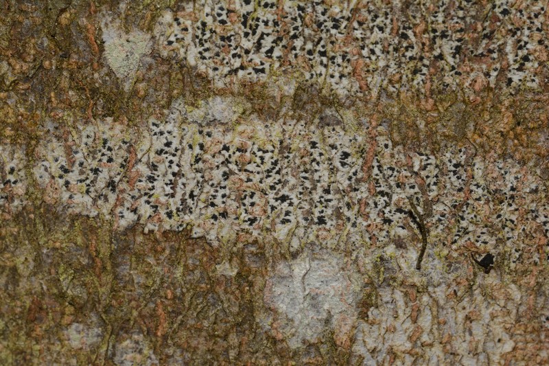 Dot Lichen photo 2