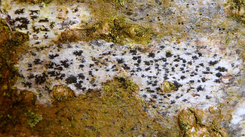 Dot Lichen photo 3