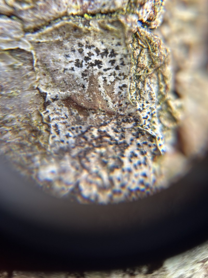 Dot Lichen photo 4