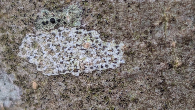 Dot Lichen photo 5