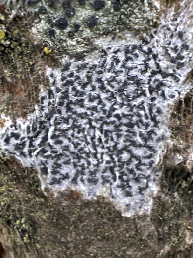 Dot Lichen photo 6