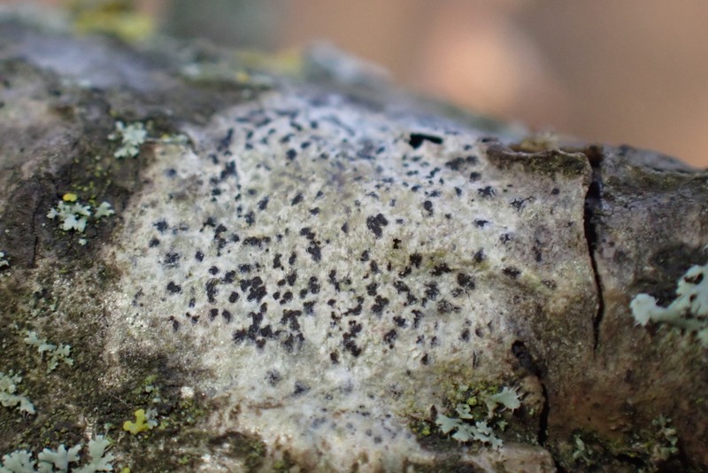 Dot Lichen photo 7