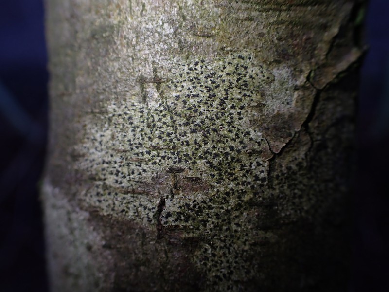 Dot Lichen photo 8