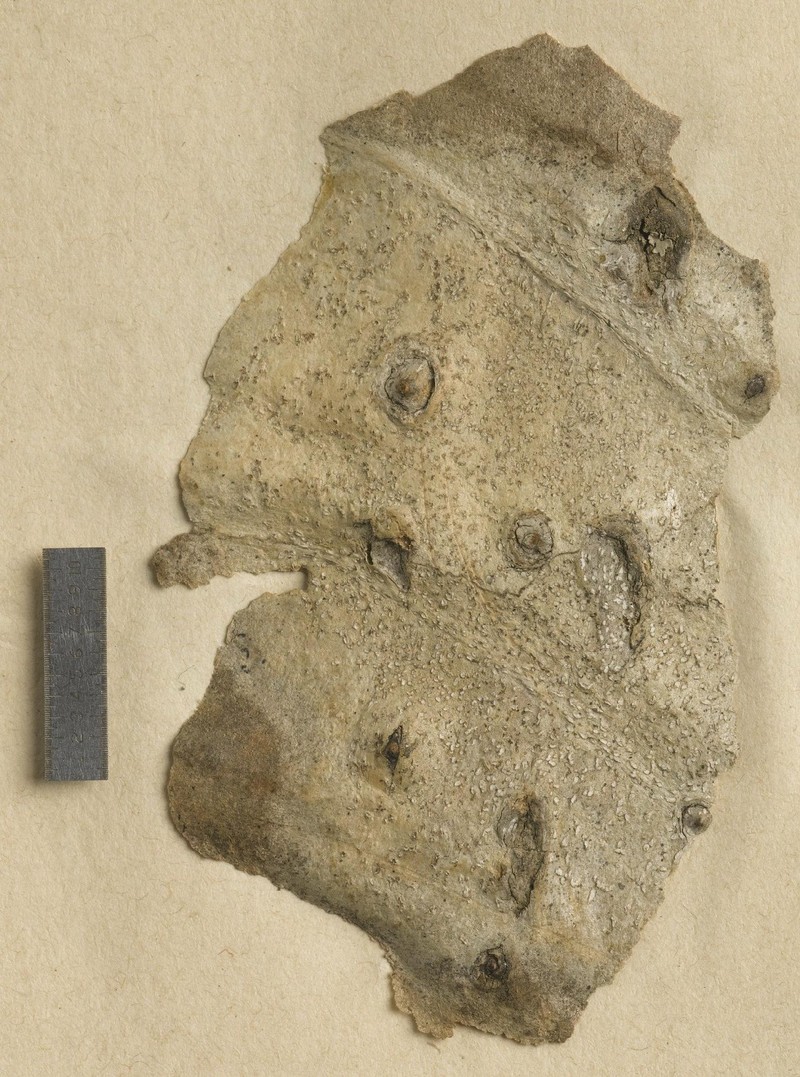 Fissure Dot Lichen photo 3