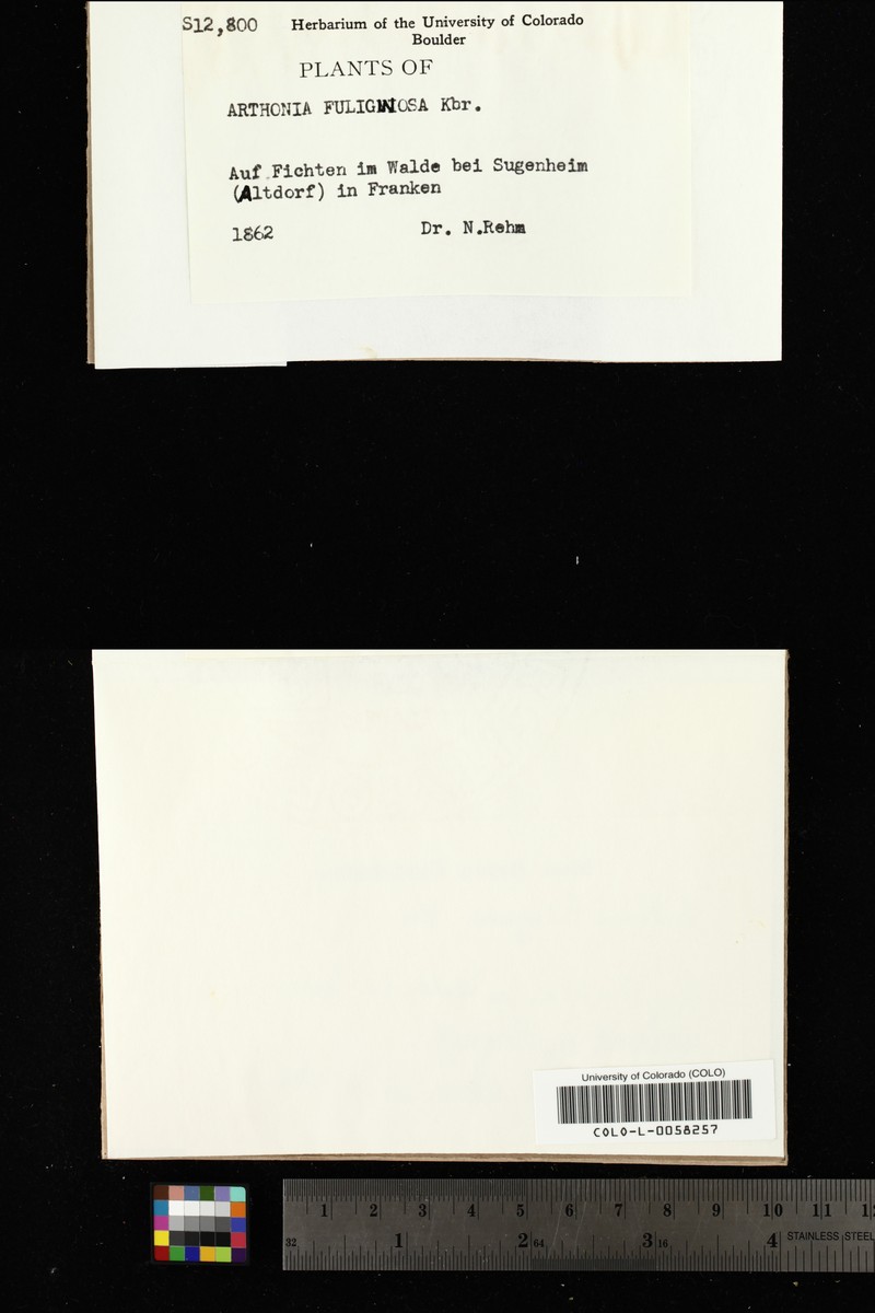 Dot Lichen photo 3