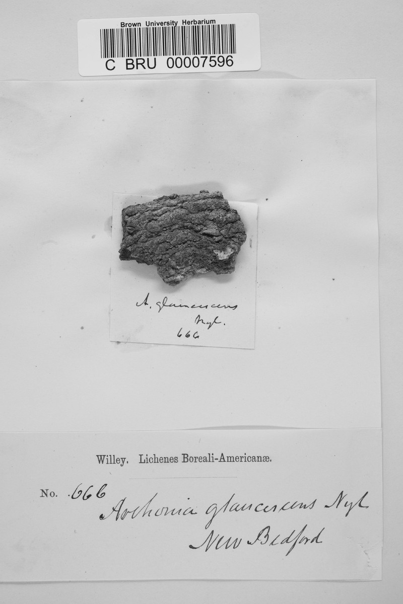 Dot Lichen photo 2