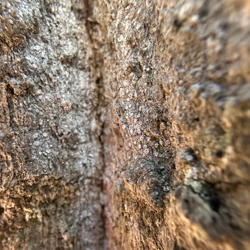 Dot Lichen