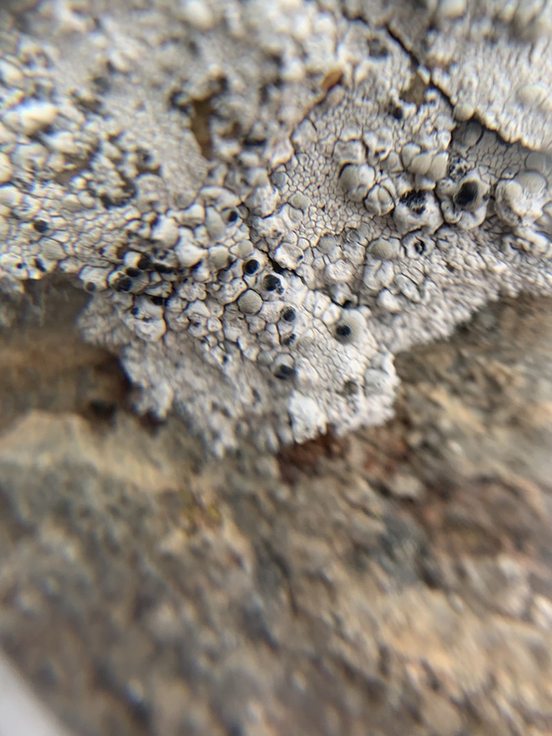 Dot Lichen
