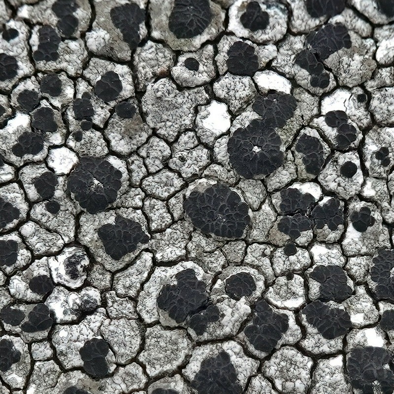 Dot Lichen photo 2