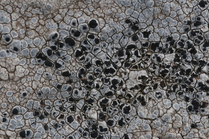 Dot Lichen photo 3